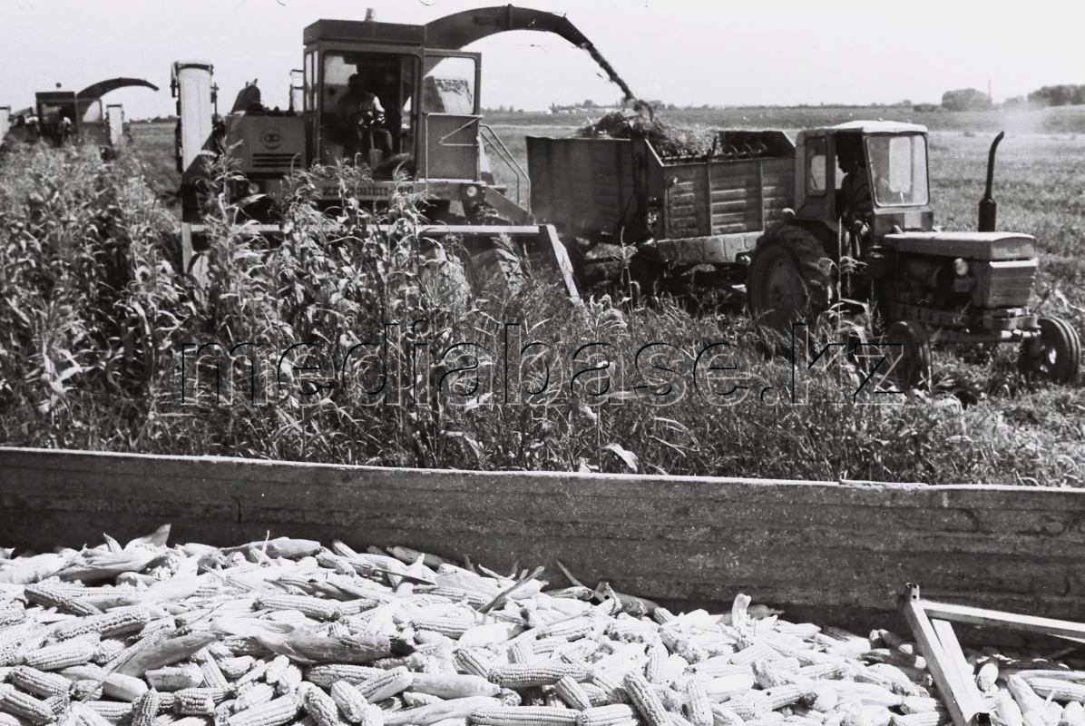 Егін жинау - жүгері алқаптары - фото 1