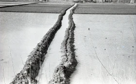 Егін жинау - жүгері алқаптары - фото 4