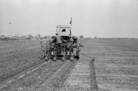 Егін жинау - жүгері алқаптары - фото 11