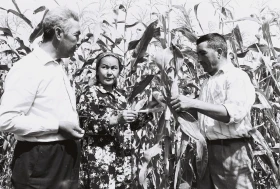 Егін жинау - жүгері алқаптары - фото 16