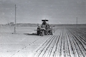 Егін жинау - жүгері алқаптары - фото 17