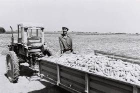 Егін жинау - жүгері алқаптары - фото 18