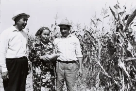 Егін жинау - жүгері алқаптары - фото 19