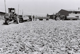 Егін жинау - жүгері алқаптары - фото 20