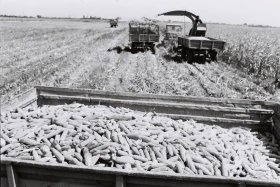 Егін жинау - жүгері алқаптары - фото 21