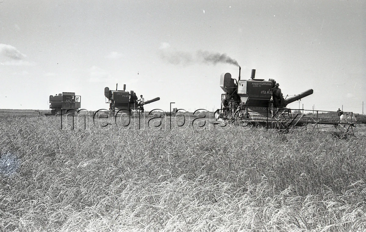 Егін жинау - күріш алқаптары - фото 1