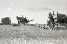 Егін жинау - күріш алқаптары - фото 2