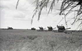 Егін жинау - күріш алқаптары - фото 3