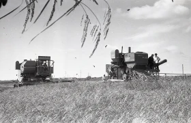 Егін жинау - күріш алқаптары - фото 4