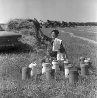 Ауыл шаруашылығы құрылымдарының егін жинау науқаны - фото 4