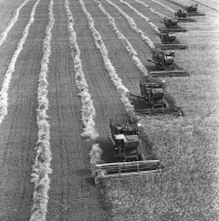 Ауыл шаруашылығы құрылымдарының егін жинау науқаны - фото 6