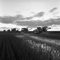 Ауыл шаруашылығы құрылымдарының егін жинау науқаны - фото 7