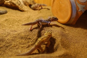 Сейсмологиялық байқау және зерттеулер ұлттық ғылыми орталығы - фото 10