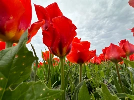 Қызғалдақ даласы: Түркістан топырағы түкті кілем секілді құлпырып тұр - фото 2