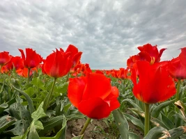 Қызғалдақ даласы: Түркістан топырағы түкті кілем секілді құлпырып тұр - фото 3