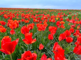 Қызғалдақ даласы: Түркістан топырағы түкті кілем секілді құлпырып тұр - фото 4