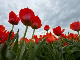 Қызғалдақ даласы: Түркістан топырағы түкті кілем секілді құлпырып тұр - фото 5