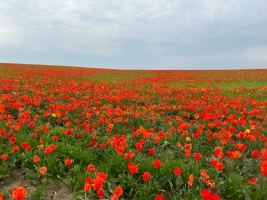 Қызғалдақ даласы: Түркістан топырағы түкті кілем секілді құлпырып тұр - фото 7