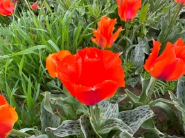 Қызғалдақ даласы: Түркістан топырағы түкті кілем секілді құлпырып тұр - фото 8