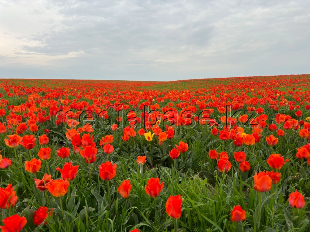 Орыс ххх аналар