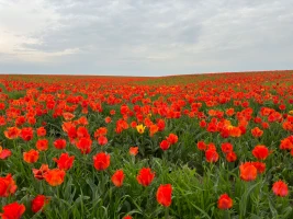 Қызғалдақ даласы: Түркістан топырағы түкті кілем секілді құлпырып тұр - фото 10