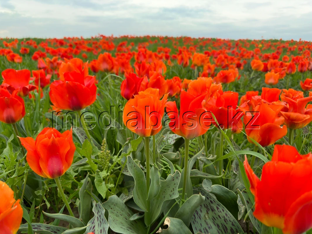 Қызғалдақ даласы: Түркістан топырағы түкті кілем секілді құлпырып тұр - фото 1
