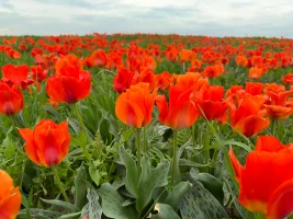 Қызғалдақ даласы: Түркістан топырағы түкті кілем секілді құлпырып тұр - фото 1