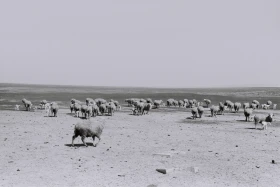 Қызыл Қайрат ауылындағы  тұрмыс-тіршілік - фото 3