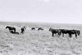 Қызыл Қайрат ауылындағы  тұрмыс-тіршілік - фото 8