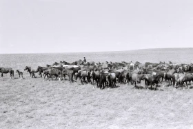 Қызыл Қайрат ауылындағы  тұрмыс-тіршілік - фото 11