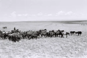 Қызыл Қайрат ауылындағы  тұрмыс-тіршілік - фото 18