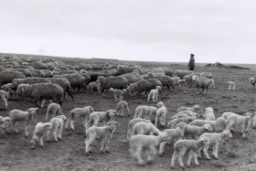 Қызыл Қайрат ауылындағы  тұрмыс-тіршілік - фото 19