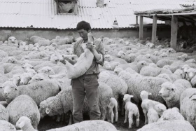 Қызыл Қайрат ауылындағы  тұрмыс-тіршілік - фото 22