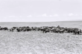 Қызыл Қайрат ауылындағы  тұрмыс-тіршілік - фото 24