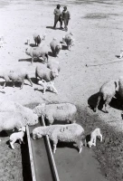 Қызыл Қайрат ауылындағы  тұрмыс-тіршілік - фото 33