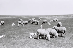 Қызыл Қайрат ауылындағы  тұрмыс-тіршілік - фото 35