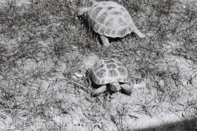 Қызыл Қайрат ауылындағы  тұрмыс-тіршілік - фото 37