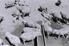 Қызыл Қайрат ауылындағы  тұрмыс-тіршілік - фото 43