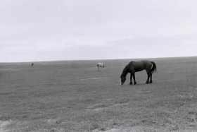 Қызыл Қайрат ауылындағы  тұрмыс-тіршілік - фото 44