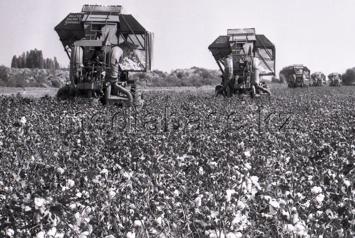 Қазақстанда мақта шаруашылығын дамыту - фото 1