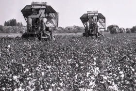 Қазақстанда мақта шаруашылығын дамыту - фото 1