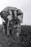 Қазақстанда мақта шаруашылығын дамыту - фото 2