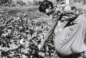 Қазақстанда мақта шаруашылығын дамыту - фото 3