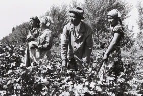 Қазақстанда мақта шаруашылығын дамыту - фото 4