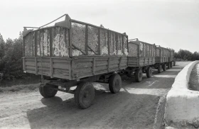 Қазақстанда мақта шаруашылығын дамыту - фото 5