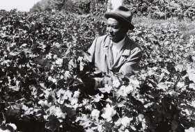 Қазақстанда мақта шаруашылығын дамыту - фото 6