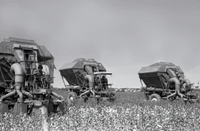 Қазақстанда мақта шаруашылығын дамыту - фото 7