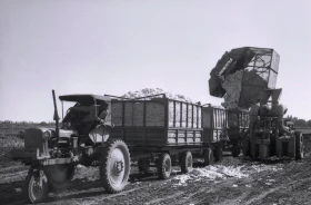 Қазақстанда мақта шаруашылығын дамыту - фото 12