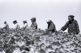 Қазақстанда мақта шаруашылығын дамыту - фото 14