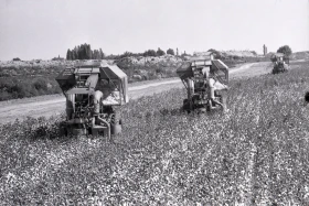 Қазақстанда мақта шаруашылығын дамыту - фото 16